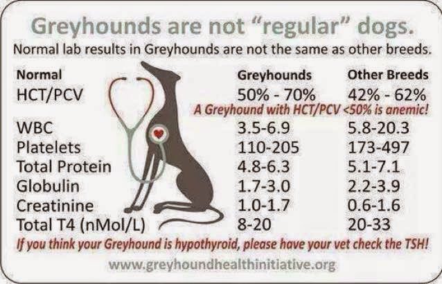 10924732_10204907427078036_8575067033994251665 A greyhound is not regular or healthy.