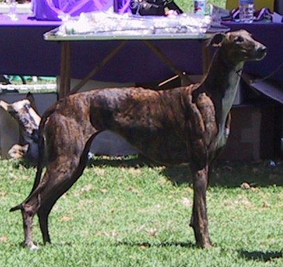 DC Windrock Mamma Mia LCX Fch A dog standing in the grass near a table.