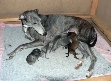 A dog is laying on the ground with its puppies.