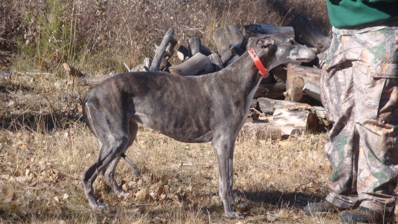 Whispers big buck 003 A dog standing in the grass near some logs.