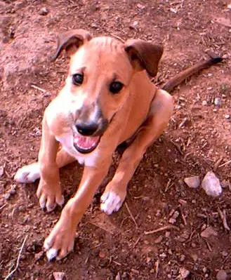 jav pup A dog sitting on the ground with its tongue hanging out.