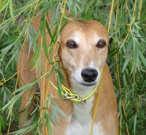 jav willow A dog standing in the grass behind some trees