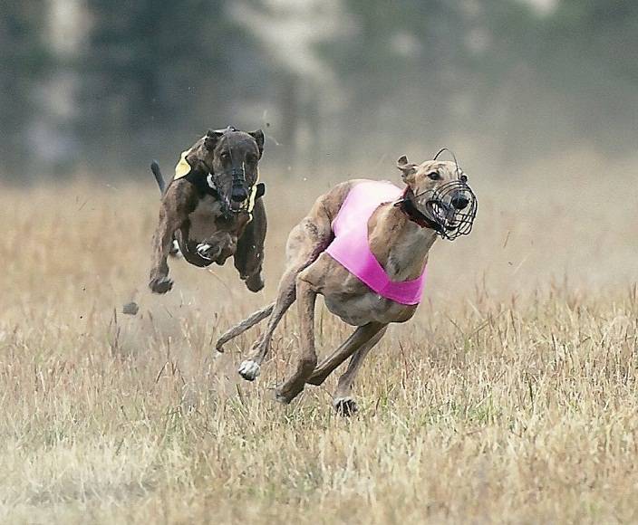 Two dogs running in a field with trees in the background.