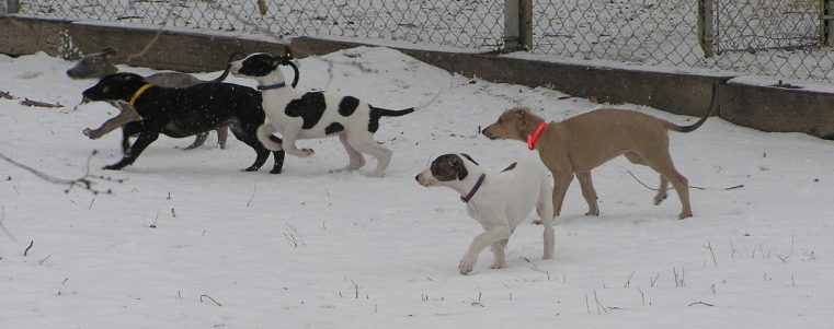 A group of dogs playing in the snow.